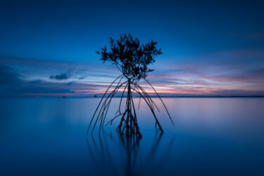 mangroves