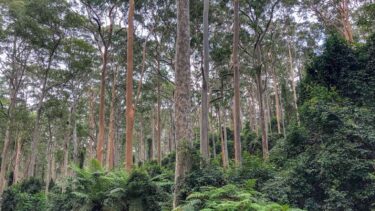 carbon credits - trees - forest