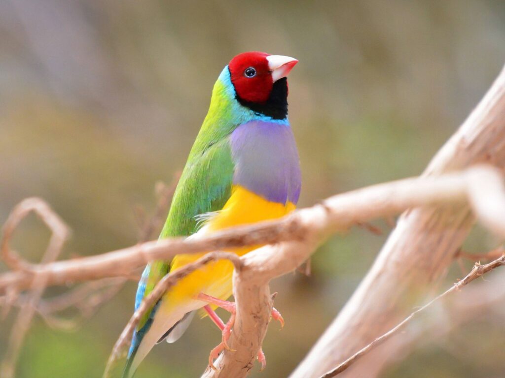 gouldian-finch - nature positive plan