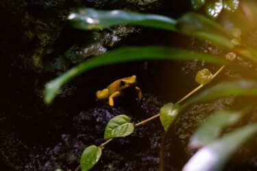 frog-rainforest-colombia-biodiversity-nature