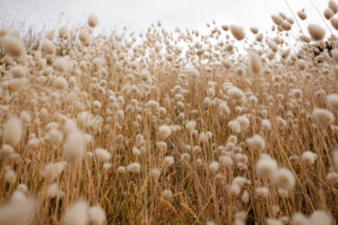 cotton field