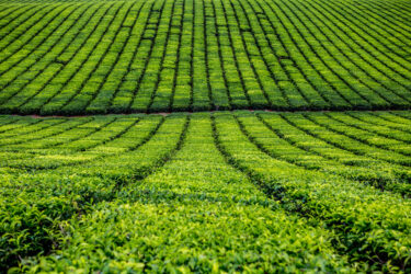 farm field lines 375x250 1 1