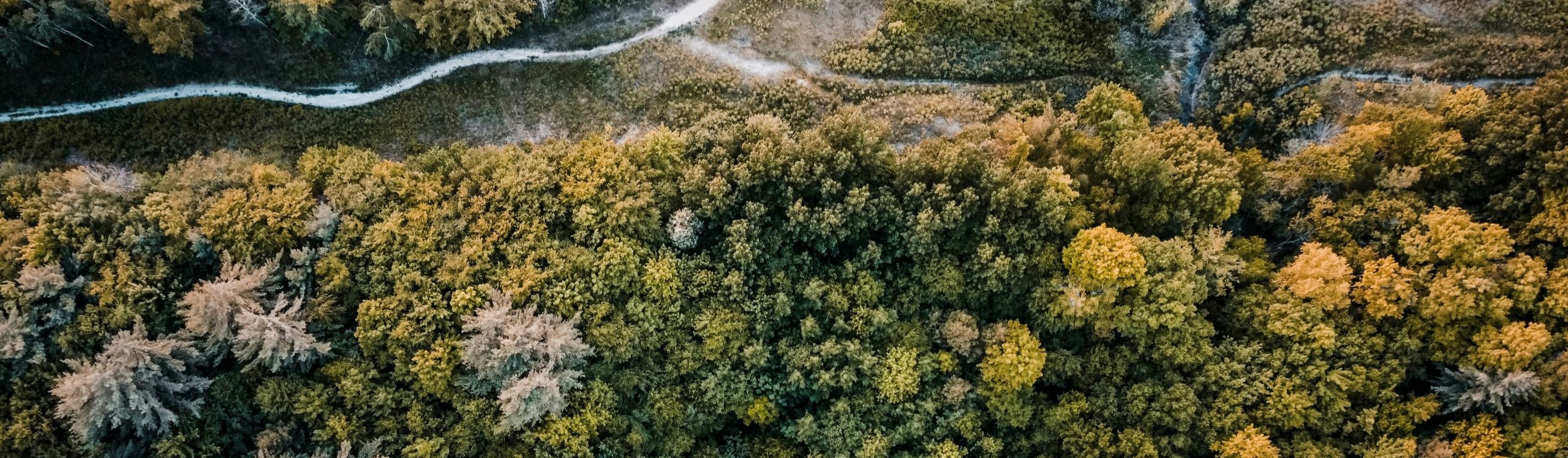 forest trees aerial autumn scaled 1