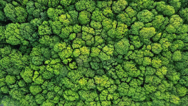 aerial view trees 375x211 1 1