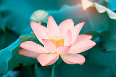 lily on a pond