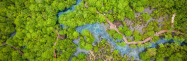 aerial view of mangroves