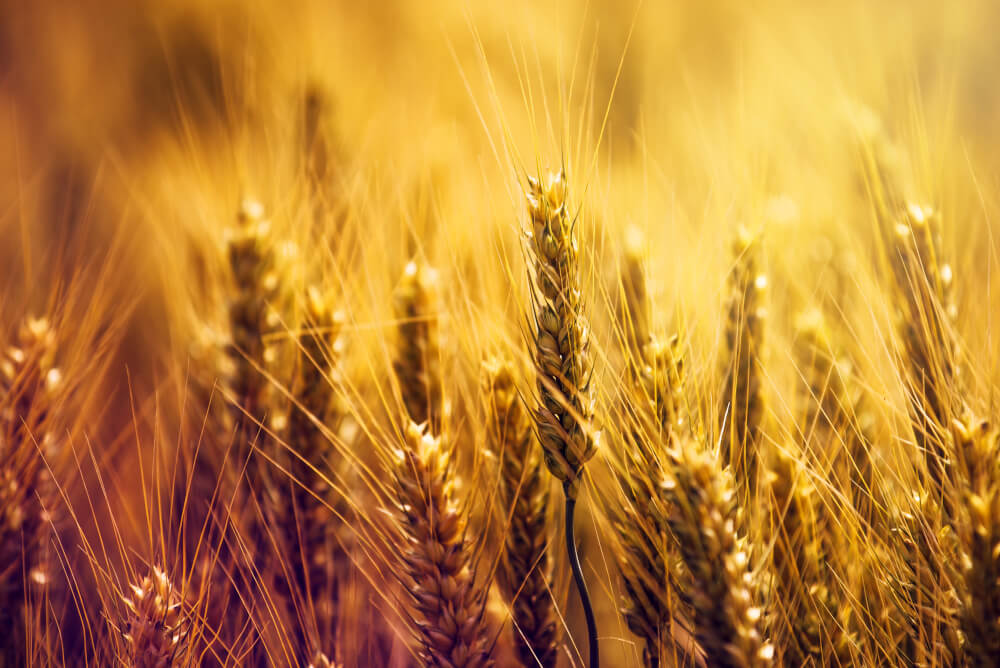 field of wheat1