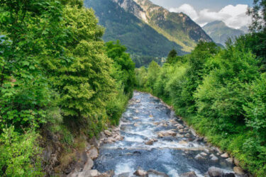 A forest with a river running through it