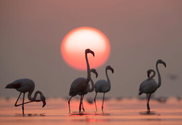 Greater Flamingos and sunrise at Asker coast, Bahrain