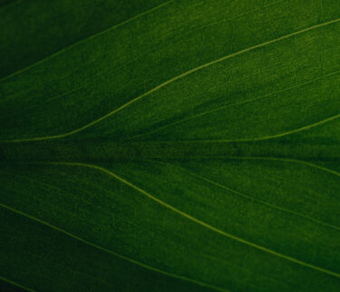 close up of a leaf