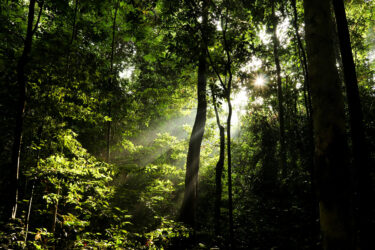 forest sunlight 1