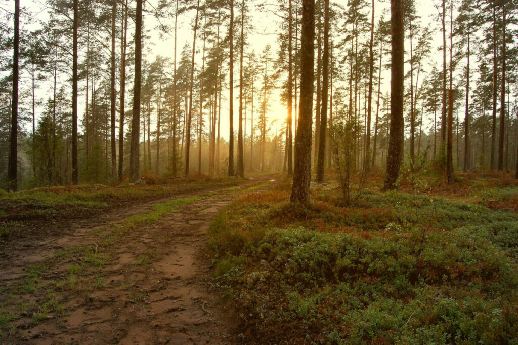 sverige forest