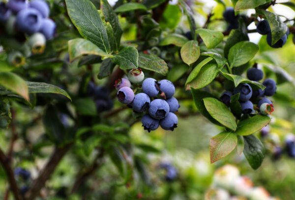 berries in a tree