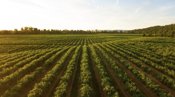 farm field