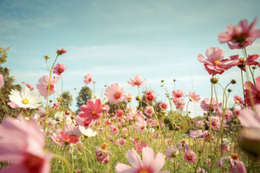 wildflower meadow