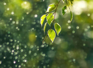 green leaves