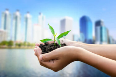 holding a sapling infront of a cityscape