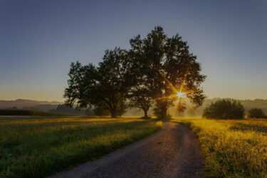 tree in sunlight