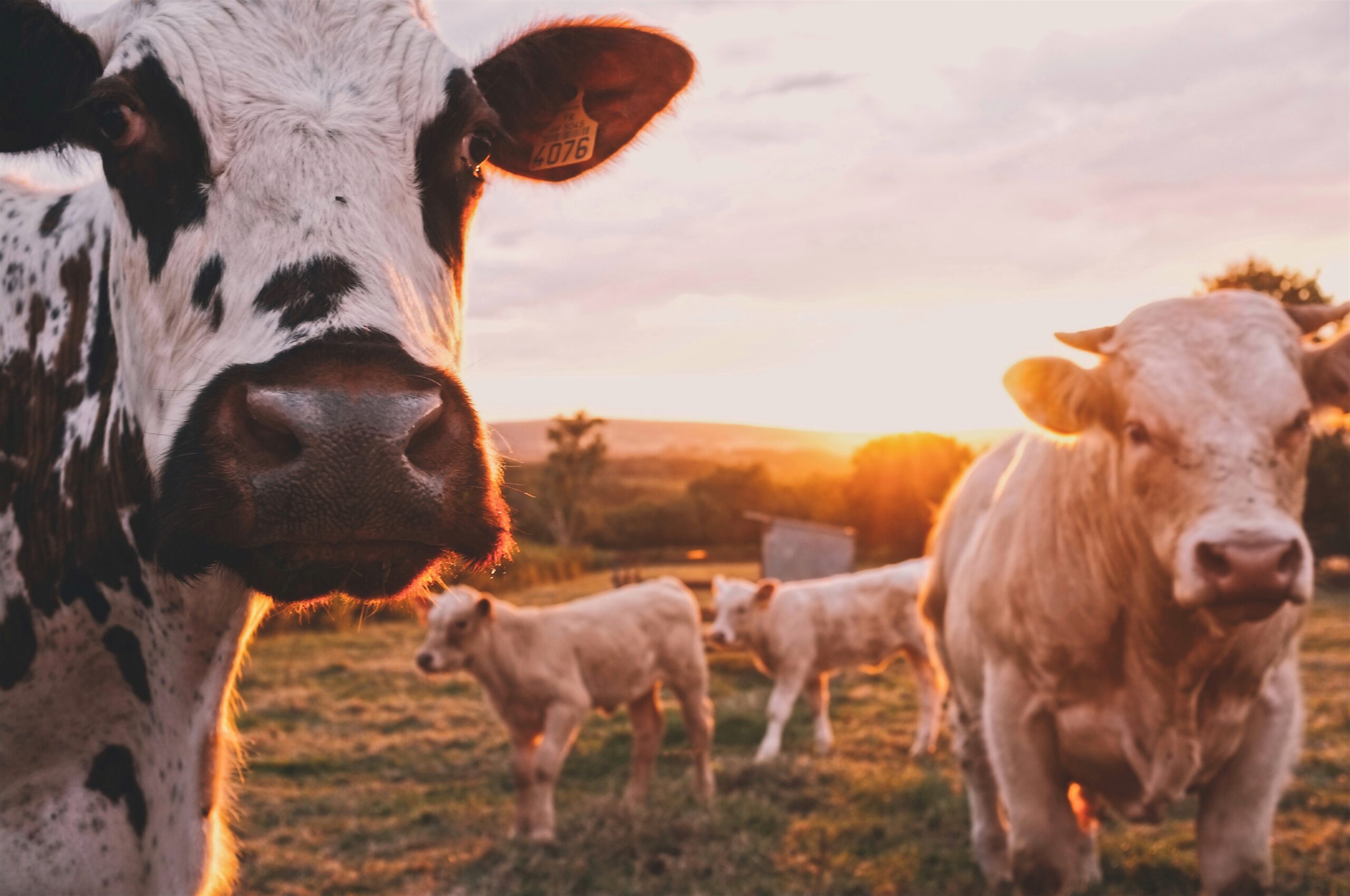 Cows in a field