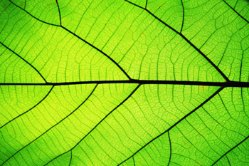 close up of a leaf