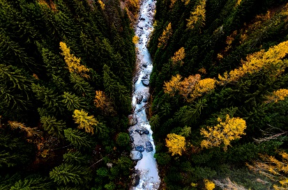 forest and stream