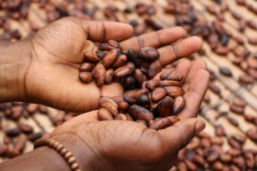 cacao cocoa hands