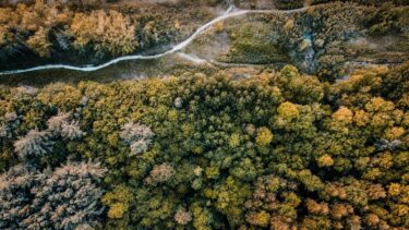 forest trees aerial autumn