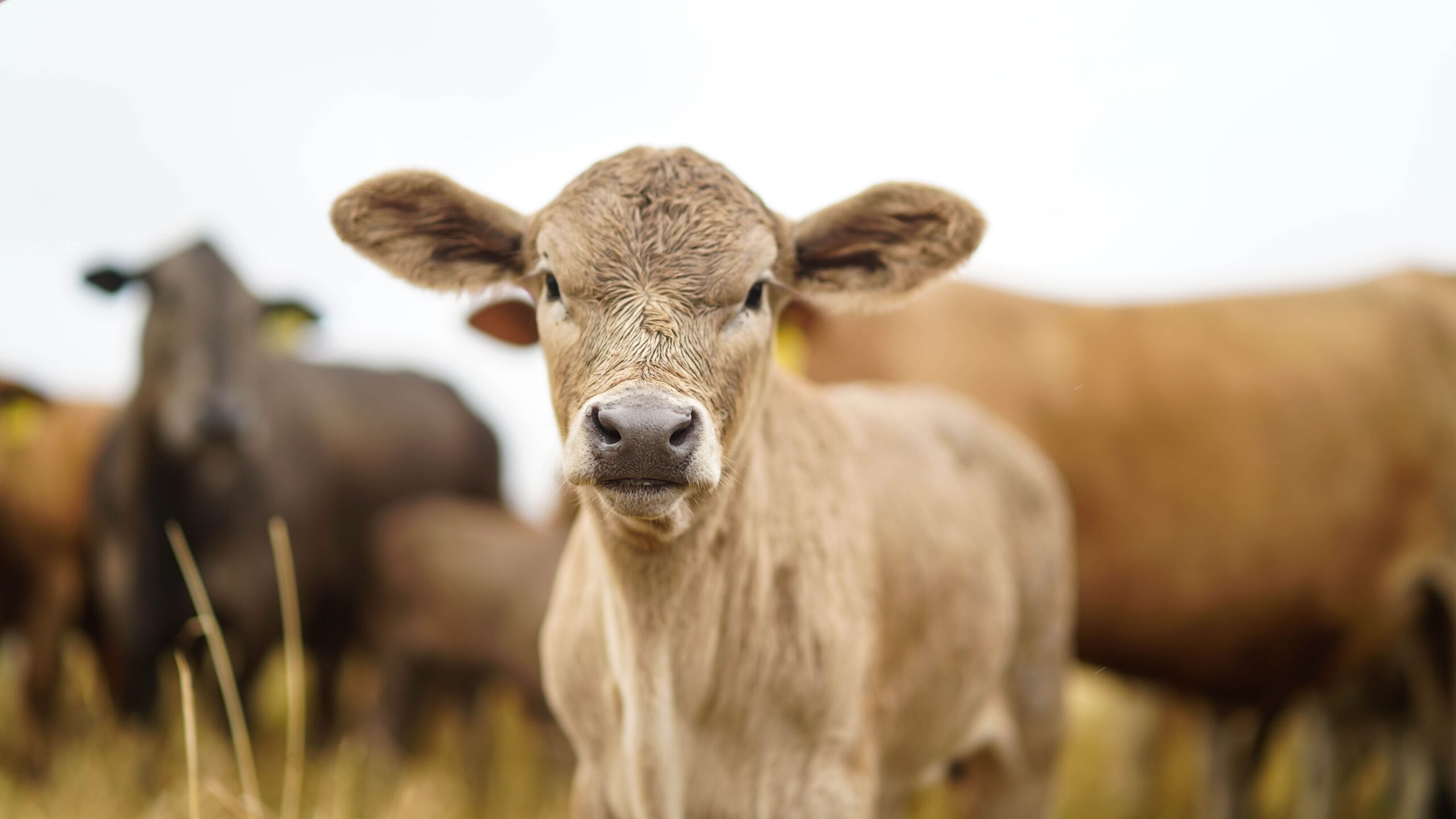 regenerative agriculture cow scaled