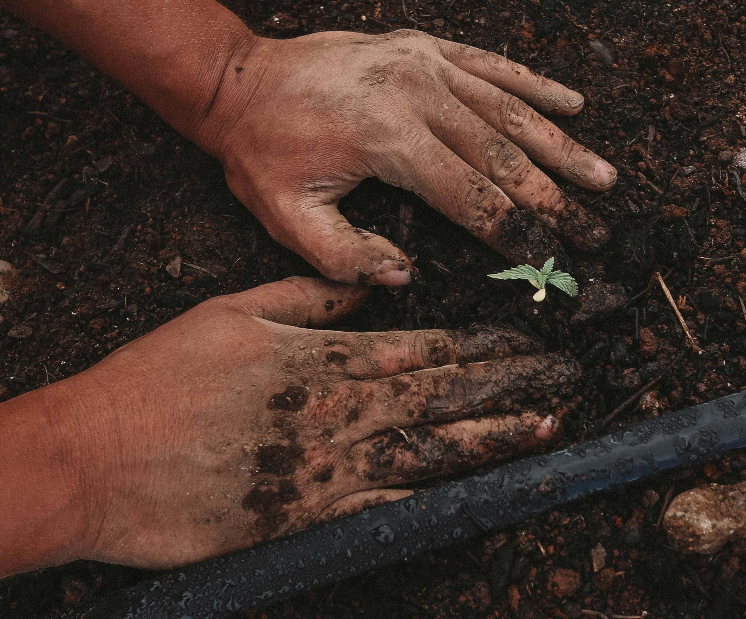 farming hands scaled