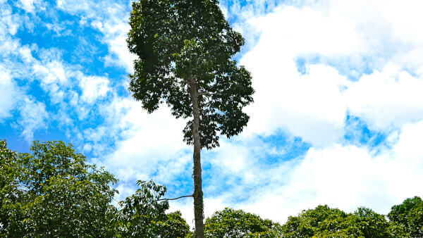 maísa forest conservation project in brasil