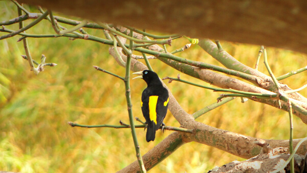 maísa forest conservation project in brasil