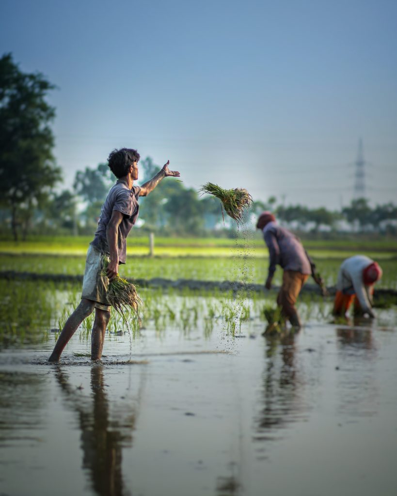 people working in a field