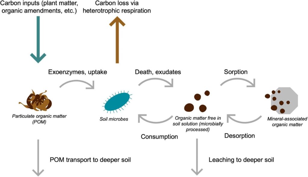 microorganisms