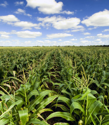 fields in south africa