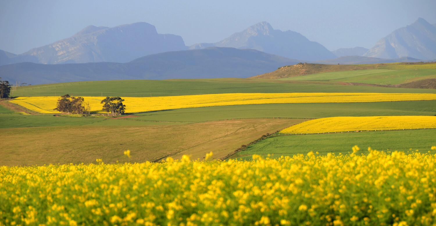 canola fields in south africa