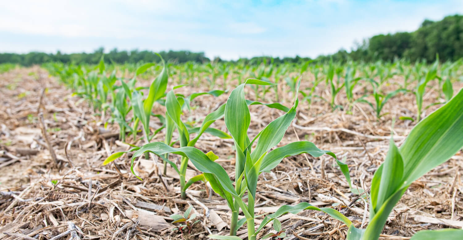 corn crops growing in a field