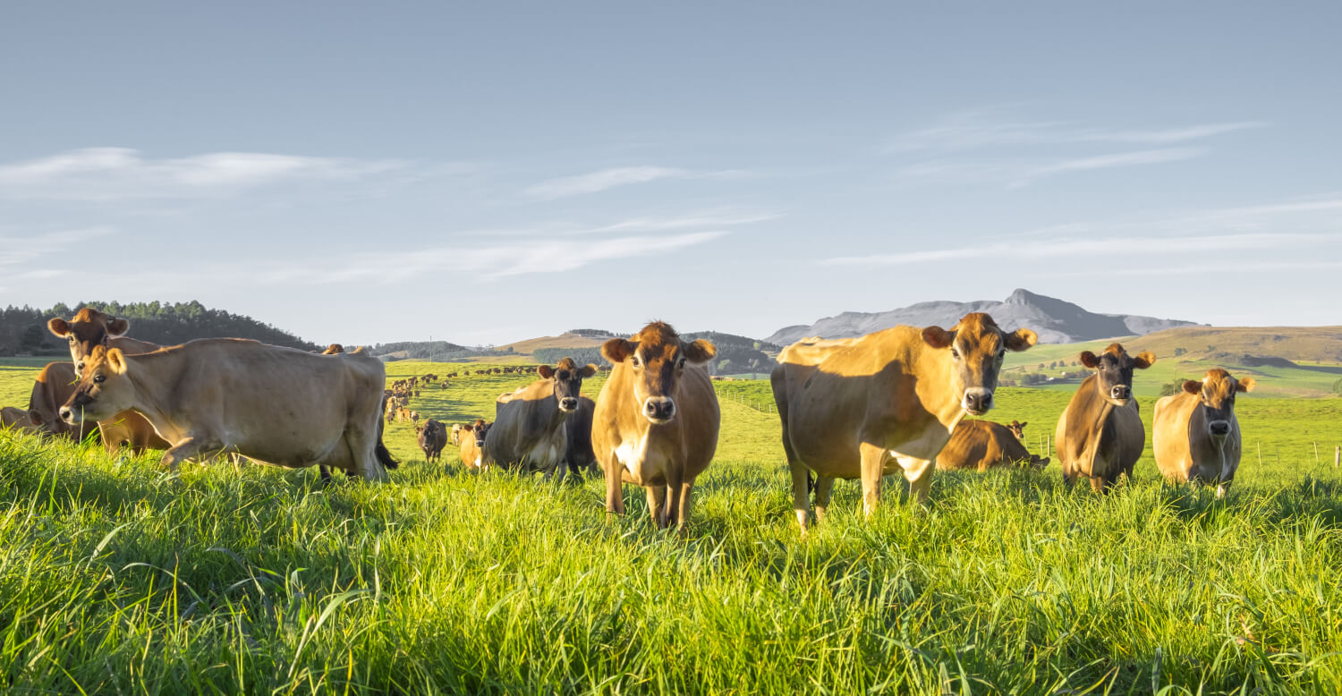 south african dairy cows