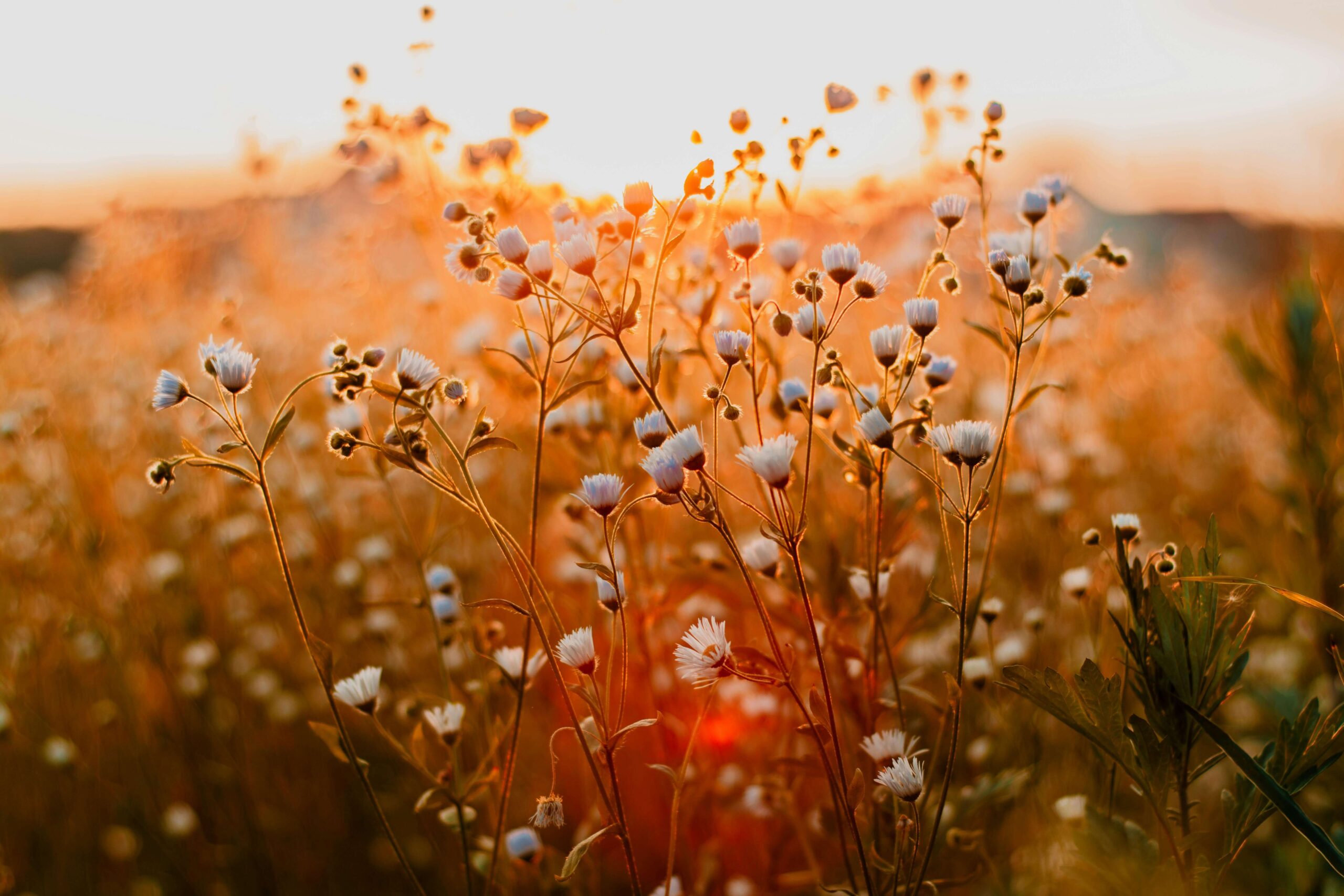 flowers in bloom